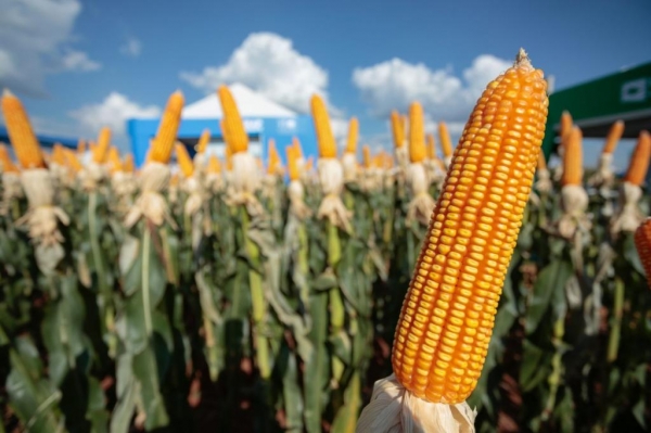 Levantamento aponta que pirataria desestimula a pesquisa e o desenvolvimento de novas tecnologias e de variedades mais produtivas (Foto: Show Rural/Divulgação)