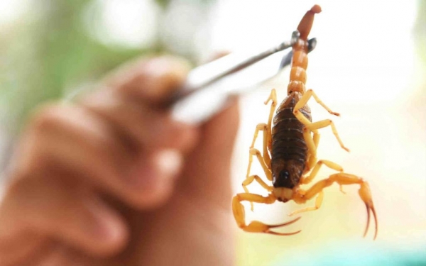 O veneno do escorpião amarelo pode matar; em caso de picada, a vítima deve ser levada imediatamente a uma unidade de saúde (Foto: Tony Winston/Agência Brasília)