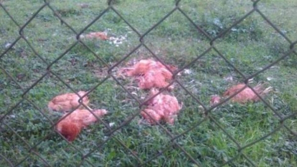 Fotos: Guarda Municipal SJP/Divulgação