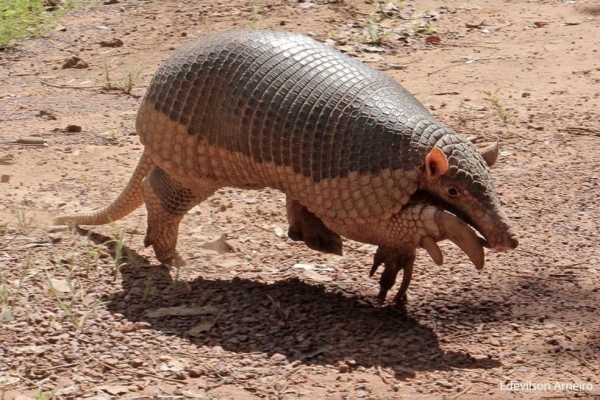 Tatu-canastra resgatado em Barra do Garças (Foto: ONG Amigos dos Animais)