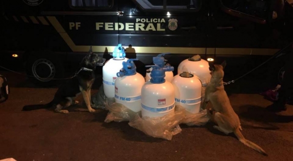 Mais de 170 quilos de maconha e 518 frascos de lança-perfume foram apreendidos em um ônibus de viagem na noite de sexta-feira (6), em um posto de fiscalização da Polícia Rodoviária Federal (PRF), na BR-277, em Céu Azul.  Inicialmente, foram encontrados cerca de seis quilos de maconha dentro de uma mala pequena, com o auxílio dos cães da polícia. O proprietário da droga foi encontrado e preso.  Na sequência, no mesmo veículo, foram encontrados filtros de piscina nas bagagens do ônibus, que haviam sido despachados por encomenda. No interior dos filtros foram encontrados mais 167 quilos de maconha e os frascos de lança-perfume. Ninguém foi preso no momento, já que a mercadoria estava desacompanhada.  As drogas apreendidas e o homem preso foram encaminhados para a Delegacia de Polícia Federal de Foz do Iguaçu.