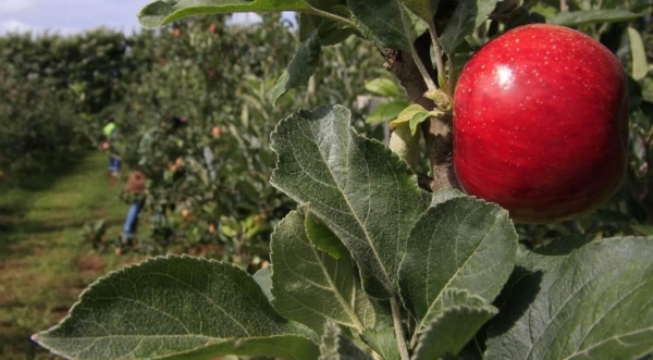 (Foto: Cleverson Beje/Faep/Arquivo ANPr)