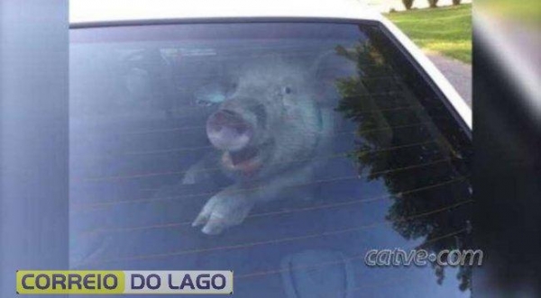Mais imagens