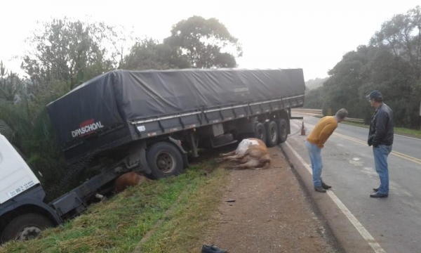 Bois invadiram pista e causaram acidente com caminhão na PR-170, em Guarapuava, segundo a PRE (Foto: Celso Peterline)