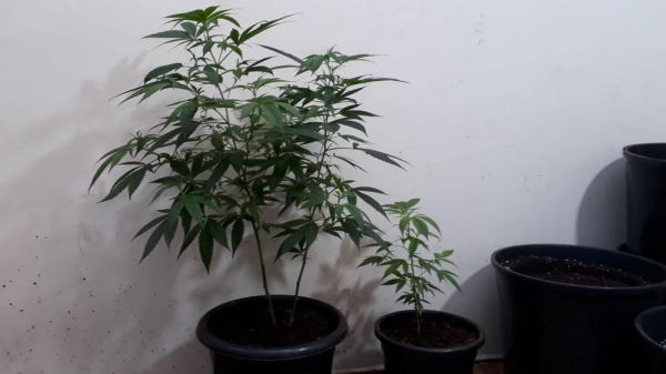 Pais conseguiram na Justiça direito de produzir maconha para tratamento do filho (Foto: Arquivo pessoal)