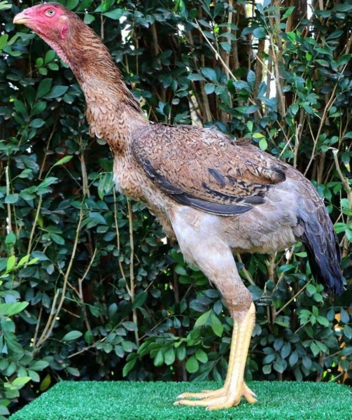 Betina é filha do galo Voodoo, o maior da raça índio gigante.Foto: Diamante Índio Gigante - divulgação / Estadão Conteúdo