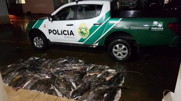 Surubim pescado ilegalmente no Parque Nacional do Iguaçu é uma expécie ameaçada de extinção — Foto: Polícia Ambiental/Divulgação