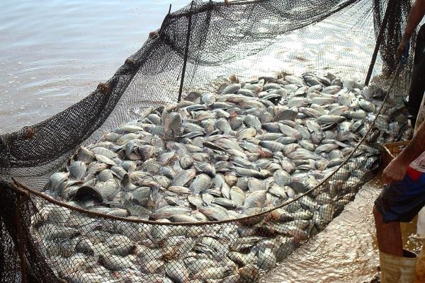 Produção de tilápia no Paraná se concentra no Oeste, Norte, Sul e Noroeste (Foto: Divulgação Emater Maripá)