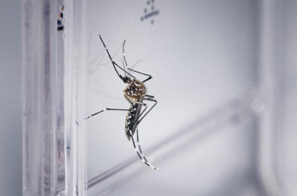 Aedes aegypti — Foto: Rodrigo Méxas e Raquel Portugal/Fundação Oswaldo Cruz/Divulgação