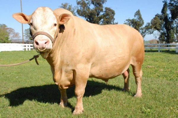 IDR-Paraná
