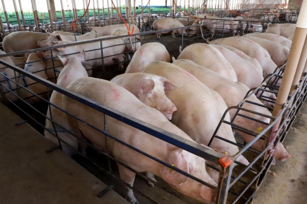 No total, o Paraná abateu mais de 2 milhões de porcos no trimestre. Foto: Ari Dias/AEN