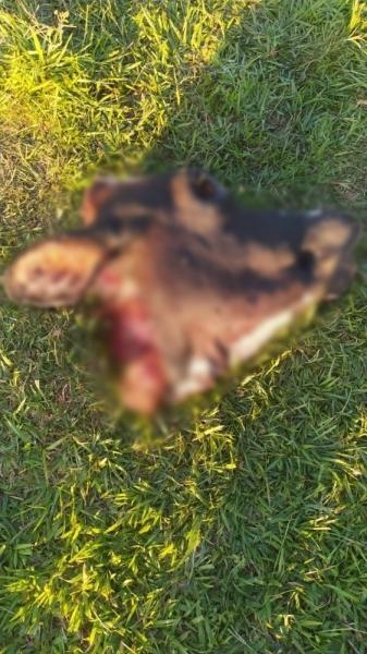 Após o abate, os autores abandonaram no local as cabeças e a carcaça dos animais, levando a carne.(Foto: Ponto da Notícia)