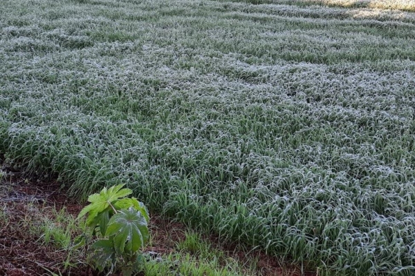Alerta Geada entra em operação nesta terça (3) - Foto: IDR-PARANÁ