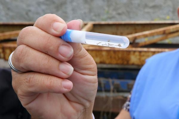 Casos de dengue neste ano fez Estado voltar ao estágio de epidemia (Foto: Cesar Brustolin/SMCS Arquivo)