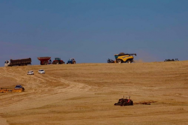 Secretaria da Agricultura estima safra 2022/23 em 25,7 milhões de toneladas de grãos - Foto: Albari Rosa/AEN