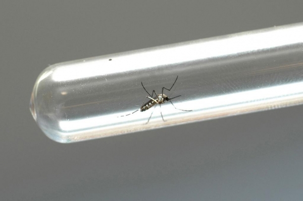 Com aumento de quase 100%, Saúde reforça alerta para casos de chikungunya no Paraná Foto: Arquivo AEN