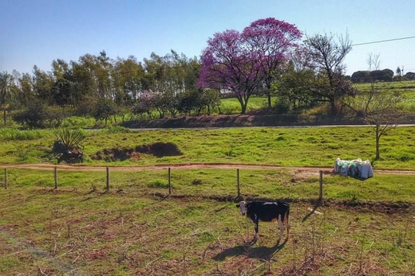 IAT cria guia para ajudar proprietários a adequarem áreas de reserva legal Foto: IAT