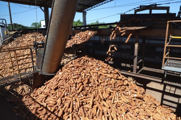 Com aumento de 15%, Paraná deve colher 3,1 milhões de toneladas de mandioca em 2023 Foto: José Fernando Ogura/AEN