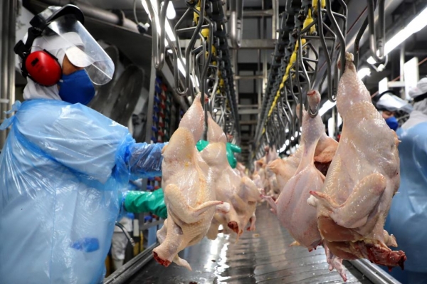 Com 547 milhões de unidades, Paraná bate novo recorde trimestral na produção de frango Foto: Ari Dias/AEN