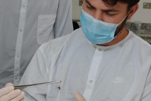 Captura de aranha-marrom garante produção de soro antiloxoscélico no Paraná Foto: SESA-PR
