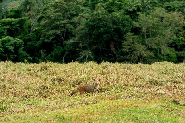 Corredor Ecológico Santa Maria, na região Oeste, serve de inspiração para a implantação de novas faixas de restauração ambiental no Paraná Foto: Alexandre Marchetti/ITAIPU