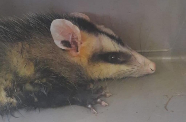 | Foto: Receita Federal |