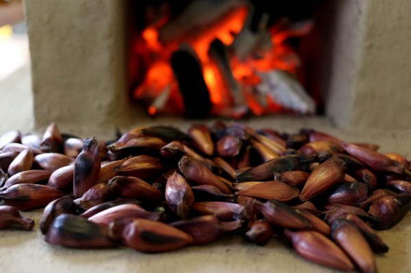 Fim da contagem regressiva: temporada do pinhão começa dia 1º de abril no Paraná Foto: Gilson Abreu/SGAS