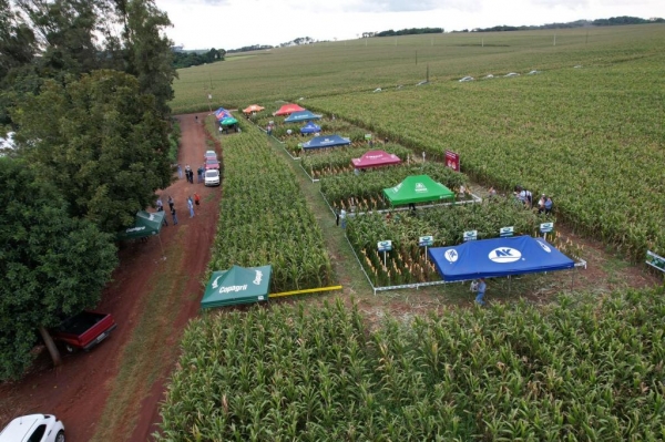 A Cooperativa Agroindustrial Copagril realizará, na Unidade de Bela Vista/Guaíra, às 8 horas da manhã do sábado, dia 25 de maio, mais uma edição do Dia de Campo Milho Safrinha.  O evento em questão faz parte de uma programação organizada pela Copagril, que teve início no dia 10 de maio, na Estação Experimental, em Marechal Cândido Rondon e tem o intuito de levar informações acerca das tecnologias agrícolas.  Sobre o Evento  Todos os Dias de Campo realizados pela Copagril, em parceria com diversas empresas, têm o intuito de reunir diversos associados das demais áreas de atuação para apresentar novidades e levar informações acerca das tecnologias agrícolas.  De acordo com o Supervisor Agronômico, Douglas Sandrim de Brito, a Copagril busca sempre realizar esses eventos para levar conhecimento ao cooperado, proporcionando visitas às parcelas de cultivo, além de interações com representantes comerciais das empresas parceiras, para saber mais a respeito de híbridos, assim como diversos outro produto agrícola.  Vale a pena ressaltar que o Dia de Campo Milho Safrinha contarão com um estande de Pellets Copagril para que o produtor possa conhecer a novidade, além de uma área exclusiva para a demonstração de maquinários e para o drone.  Dias e Horários  Confira os próximos dias de evento, regiões e horários e organize-se para participar!  - 21/05 – Próximo ao antigo Clube Aimoré, na propriedade da família Herter – Início às 16:30;  - 22/05 – Propriedade do Sr. Anilso Suss próximo da Estação Experimental – Início às 16 horas;  - 25/05 – Unidade Bela Vista/Guaíra – Início às 8 horas.
