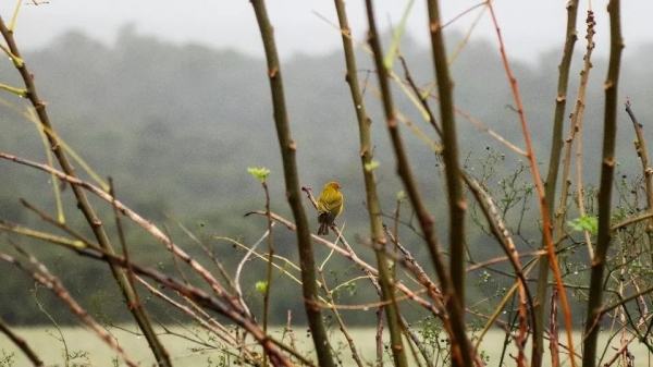 Foto: Patryck Madeira/SEDEST