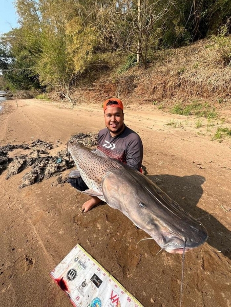 Homem fisga peixe de 1.70m no Rio Ivaí, no município de São Carlos do Ivaí, no noroeste de Paraná. — Foto: Reprodução/Arquivo Pessoal