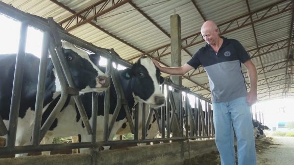 Dados do DERAL mostram que em um ano, houve aumento de 30% no preço do litro do leite. — Foto: Caminhos do Campo/RPC