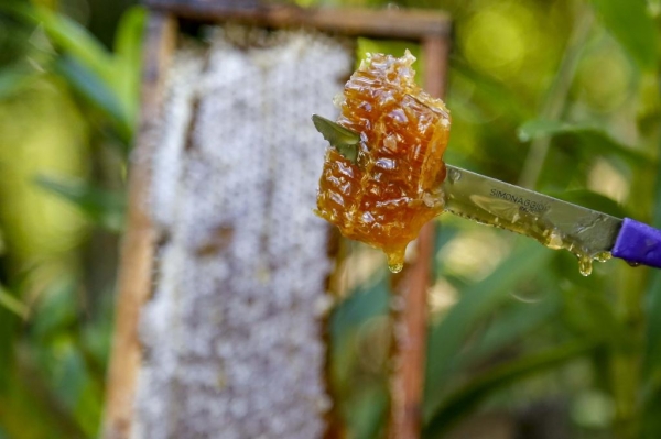 Exportações de mel disparam e Paraná assume vice-liderança no Brasil Foto: Gilson Abreu/Arquivo AEN