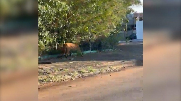 As vítimas morreram na hora (Foto: Reprodução/RICtv)