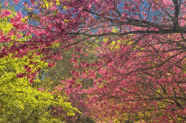 Pólens, umidade e temperatura: nova estação aumenta os riscos de alergias respiratórias Foto: Denis Ferreira Netto/SEDEST