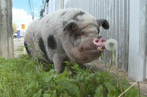 Porco Heitor tem cinco anos — Foto: Jorge Melo/RPC
