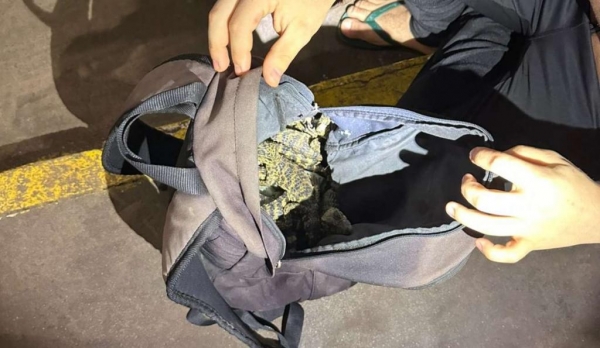 Cobras e jacarés são encontrados em mochila de passageiro de táxi em Foz do Iguaçu, no oeste do Paraná (Foto: Receita Federal)