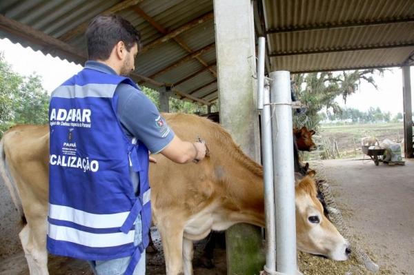 Adapar mantém vigilância e reforça importância da vacinação contra raiva no campo Foto: Adapar