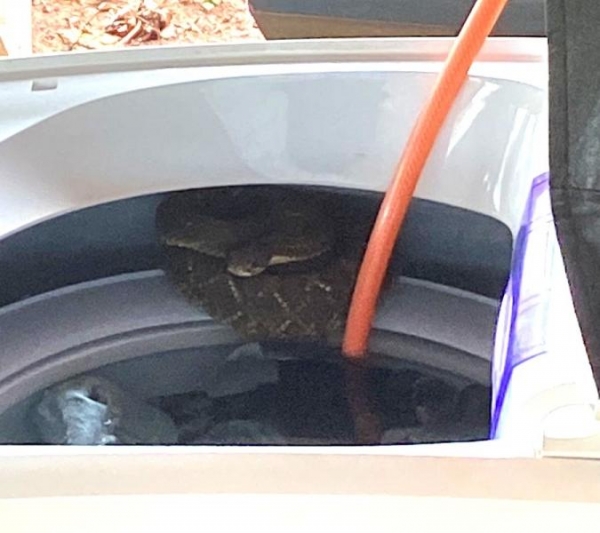 | Foto: Portal Palotina |