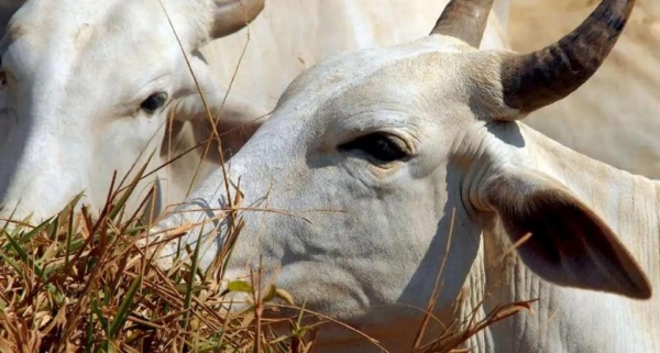 Veto a importação de produtos de origem animal de origem brasileira começará a valer no dia 3 de setembro de 2026, afirma União Europeia. (Foto: Valter Campanato/Agência Brasil)